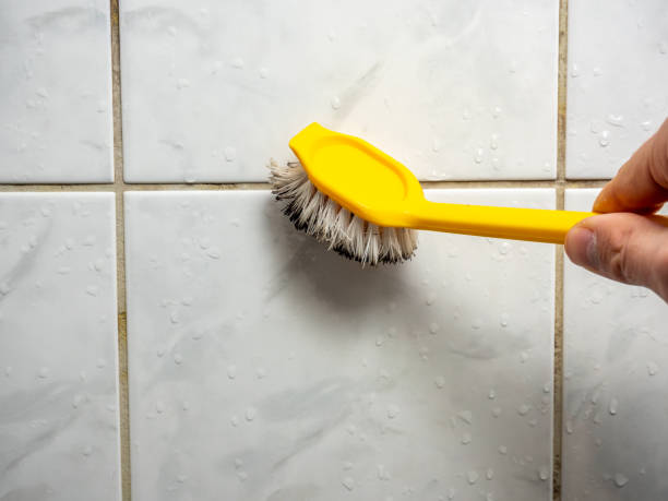Best Same-Day Mold Removal  in North Oaks, MN