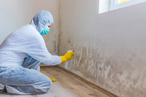Best Attic Mold Removal  in North Oaks, MN