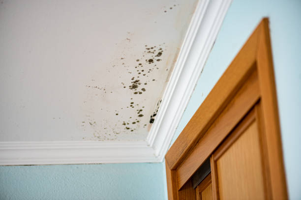 Best Mold Remediation Services  in North Oaks, MN