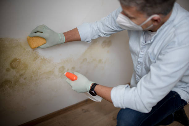 Best Mold Cleaning Services  in North Oaks, MN