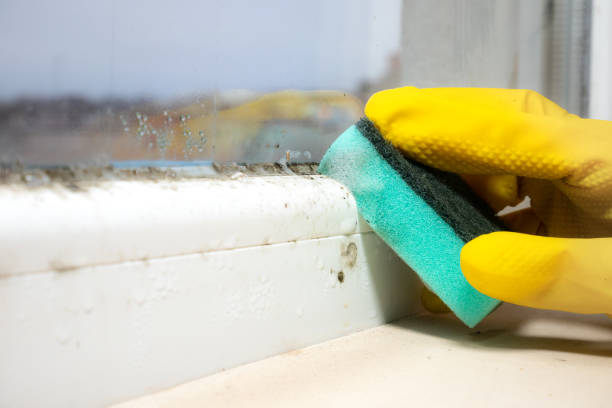Best Emergency Mold Removal  in North Oaks, MN