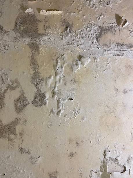 Best Crawl Space Mold Removal  in North Oaks, MN