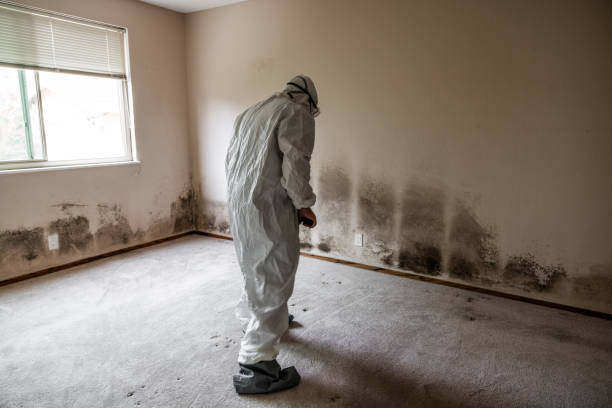 Best Local Mold Removal Service  in North Oaks, MN